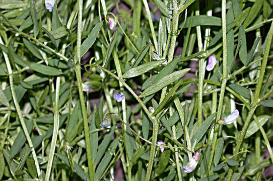 Imagem de Vicia tetrasperma (L.) Schreb.