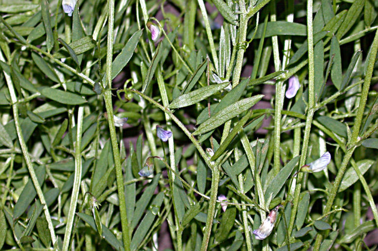 Image of lentil vetch