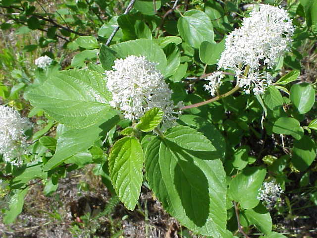 Image of Redstem Ceanothus