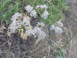 صورة Eriogonum elatum Dougl. ex Benth.