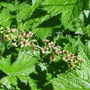 Image of stink currant