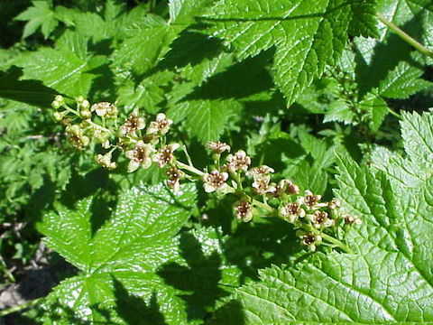 Image of stink currant