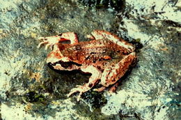 Image of Coastal Tailed Frog