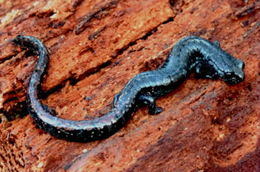 Image of Oregon Slender Salamander