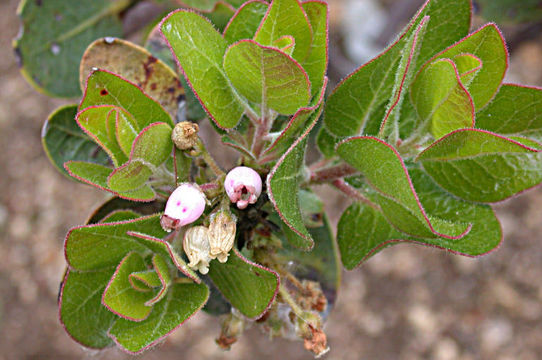 Image of Santa Rosa Island manzanita