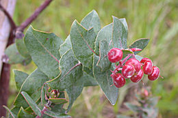 Plancia ëd Arctostaphylos pechoensis (Abrams) Dudley