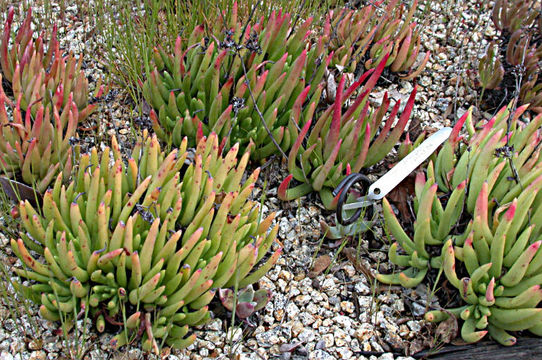 Imagem de Dudleya viscida (S. Wats.) Moran