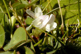 Image of subterranean clover