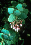 Image of Alameda manzanita