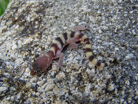 Image of Western Banded Gecko