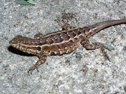 Image of common side-blotched lizard