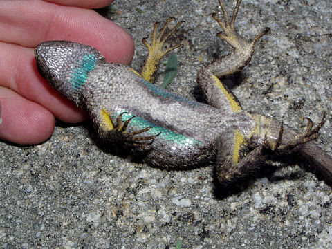 Image of Western Fence Lizard