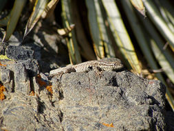 Image of common side-blotched lizard