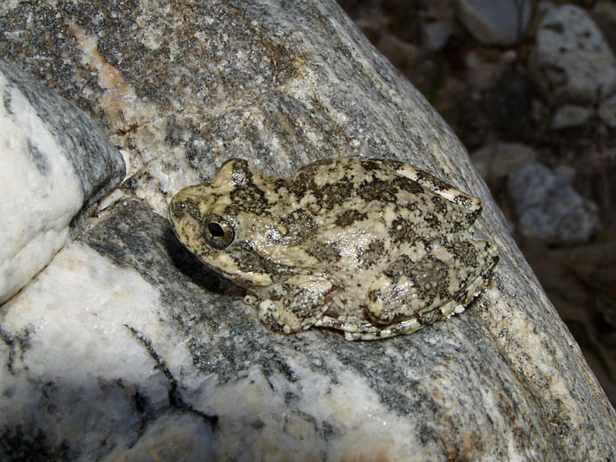 Image de Pseudacris cadaverina (Cope 1866)