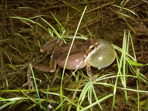 Image of Northern Pacific Treefrog