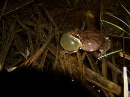 Image of Northern Pacific Treefrog