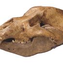 Image of cave bear