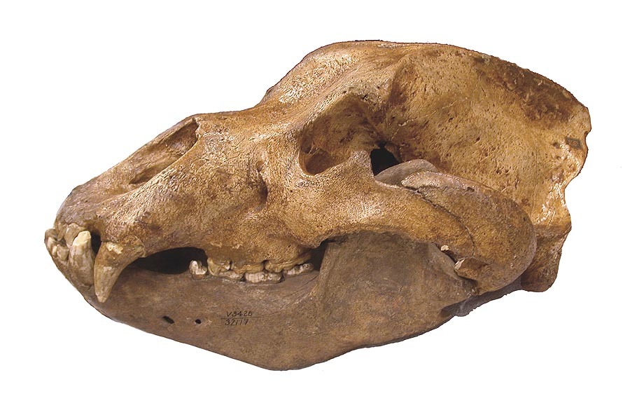 Image of cave bear