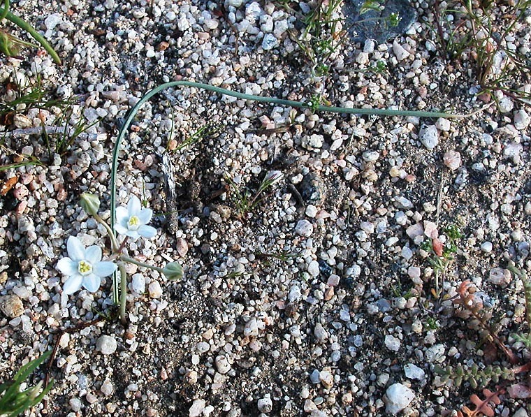 Imagem de Muilla coronata Greene