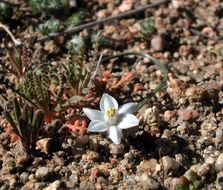 Imagem de Muilla coronata Greene