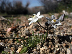 Imagem de Muilla coronata Greene