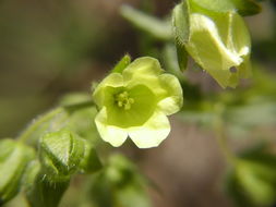 Image of whisperingbells