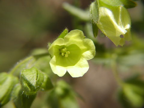 صورة Emmenanthe penduliflora Benth.