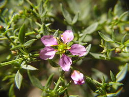 Image of California fagonbush