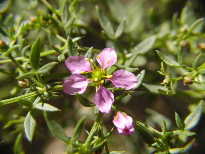 Image of California fagonbush