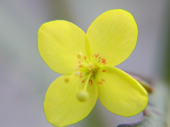 Eulobus californicus Nutt. resmi