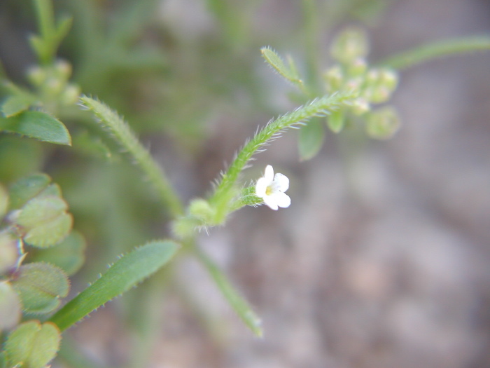 صورة Pectocarya peninsularis I. M. Johnst.