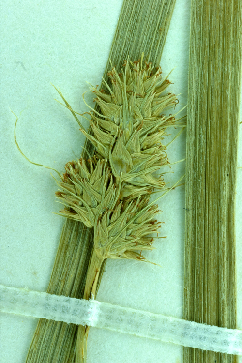 Image of oval-leaf sedge