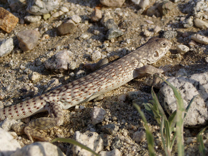 Plancia ëd Dipsosaurus dorsalis (Baird & Girard 1852)