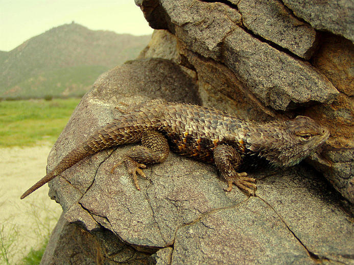 Image of Desert Spiny Lizard