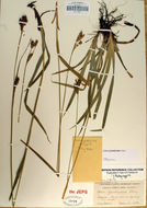 Image of Olney's Hairy Sedge