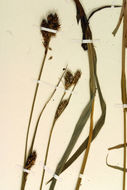 Sivun Carex gynodynama Olney kuva