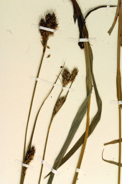 Image of Olney's Hairy Sedge