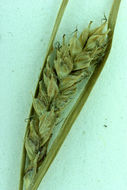 Image of Olney's Hairy Sedge