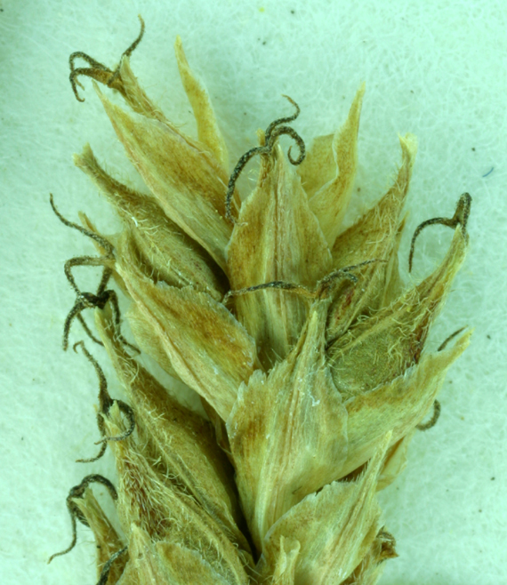 Image of Olney's Hairy Sedge