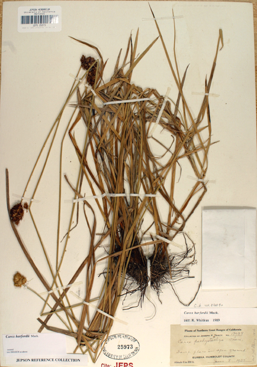 Image of Harford's Sedge