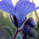 Phacelia divaricata A. Gray resmi