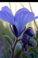 Image of divaricate phacelia