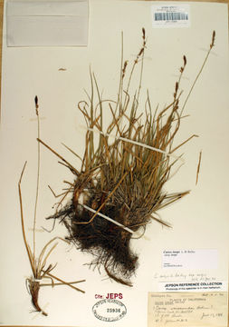 Image of long-stolon sedge