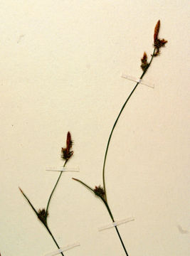 Image of Lemmon's Sedge