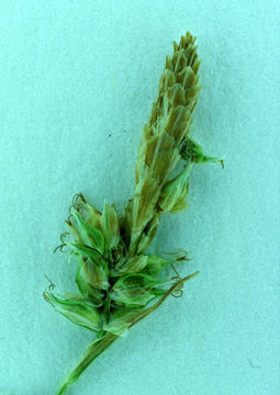 Image of Lemmon's Sedge