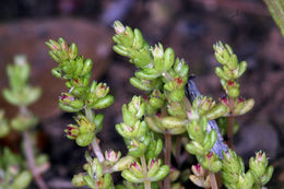 Image of sand pygmyweed