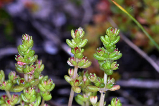 Слика од Crassula connata (Ruiz & Pav.) A. Berger