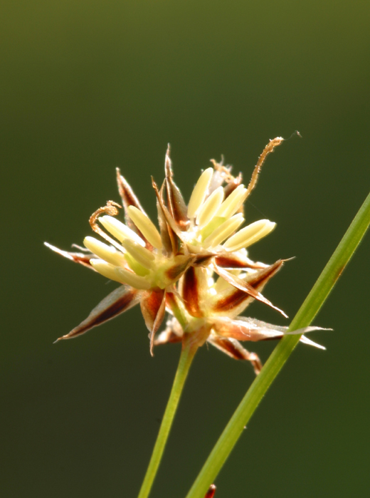 Image of Pacific woodrush