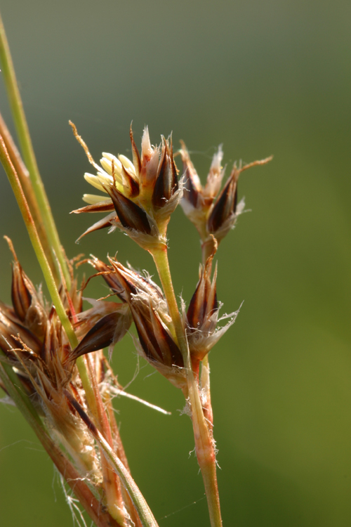 Image of Pacific woodrush