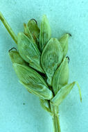 Image of Bristly-stalked sedge